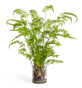 Папоротник Железный в стекле с корнями, землёй, мхом (Арт-объект)