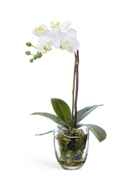 Орхидея Фаленопсис белая с мхом, корнями, землёй