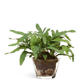 "Rabbit Foot" в стеклянной вазе с мхом, корнями, землёй