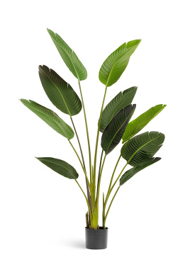 Стрелиция Style зелёная