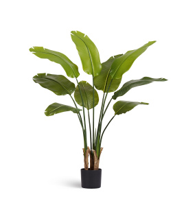 Стрелиция New Style (Sensitive Botanic)