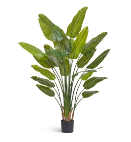 Стрелиция New Style (Sensitive Botanic)