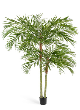 Пальма Арека двухствольная