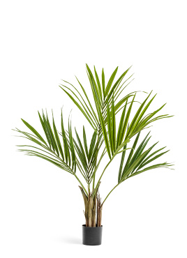 Пальма Кентия (Ховея)