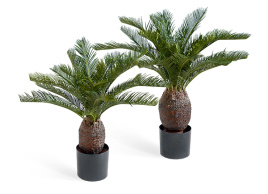 Пальма Цикас 65 и 70 см