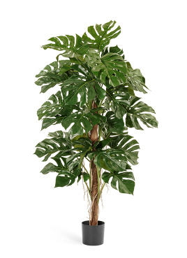 Монстера на стволе