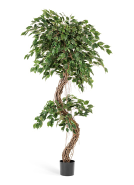 Фикус Бенджамина Коркскрю