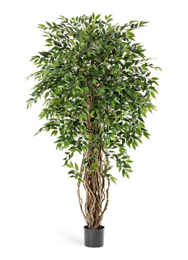 Фикус френч лиана де люкс