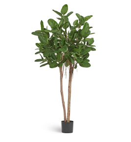 Фикус Одри Бенгальский 