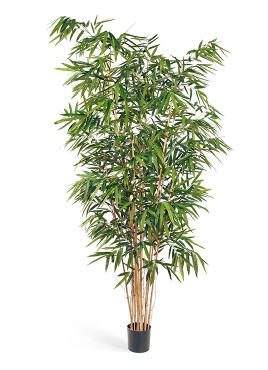 Бамбук Новый Биг Лиф