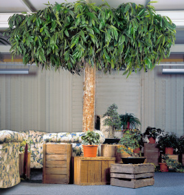 Лонгифолия широколистная плаза 300 см