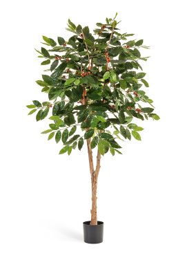 Кофейное дерево с плодами