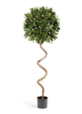 Лавр шар спираль в-150 см д-50 см