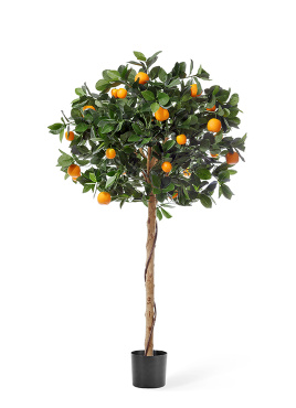 Мандарин Голден Оранж штамбовый