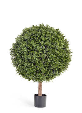 Самшит Шар-Гигант уличный в-120 см