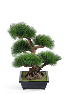 Бонсай Сосна Элит в керамическом кашпо