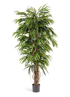 Лонгифолия лиана де люкс