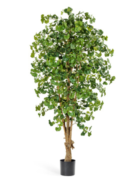 Гинкго Форест