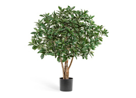 Эонимус (Бересклет) Японский