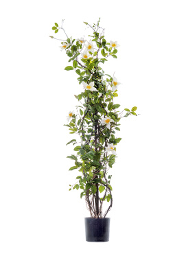 Клематис бело-розовый на лозе