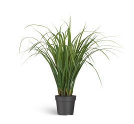 Лемонграсс трава зелёная в горшке