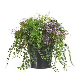 Цветущее разнотравье куст