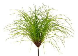 Трава Оньон куст большой