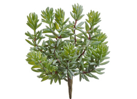 Суккулент Седум куст зелёный