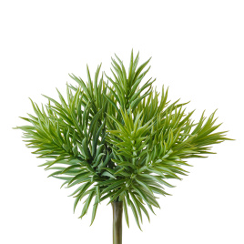 Суккулент Крассула игольчатая куст светло-зелёный