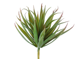 Суккулент Трава Пик зелёная с бордовыми кончиками