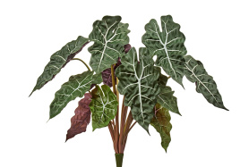 Алоказия куст