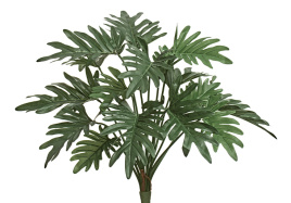 Филодендрон Ксанаду Литл куст