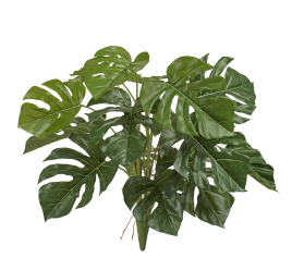 Монстера Деликоза куст