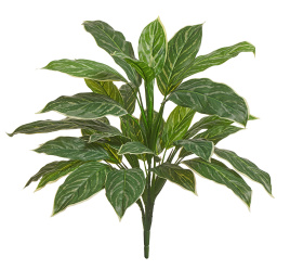 Аглаонема Страйпс куст большой бело-зелёный