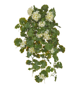 Герань ампельная кремовая (UV-фильтр)