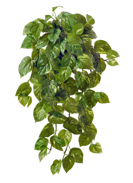 Потос крупнолистный ампельный большой