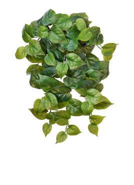 Филодендрон крупнолистный ампельный средний