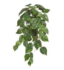 Потос куст ампельный (серия FR - огнезащита)