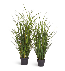 Трава Тростник куст