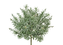 Кроссостефиум (Миллер) серо-зелёный куст со св.лимон.завязями