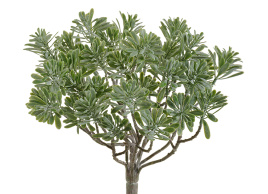 Дасти Миллер куст серо-зелёный припылённый