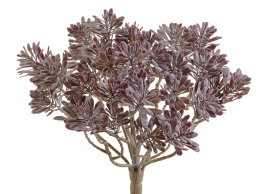 Дасти Миллер куст фиолетово-зелёный припылённый