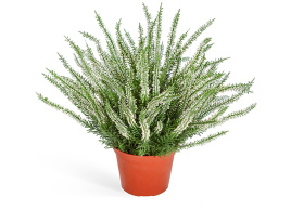 Эрика (вереск) большой куст белый