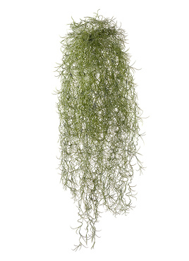 Тилландсия-паутинка св.зелёная