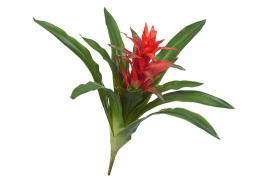 Гусмания с красным цветком