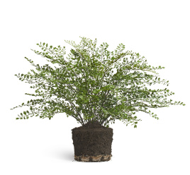 Папоротник Адиантум куст в земле с корнями