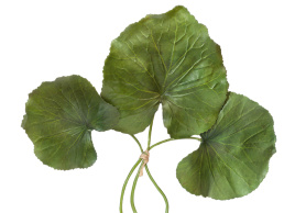 Листы Галакса зелёные 3 шт.