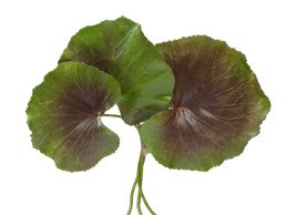 Листы Галакса зелёно-бордовые 3 шт.