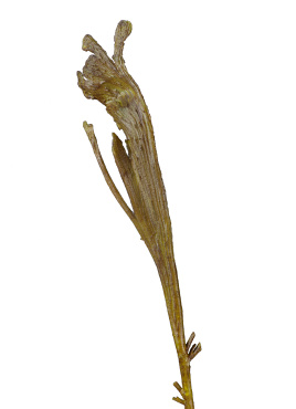 Ветка Салекса зелёная