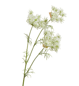 Анна Королевская ветвь цветущая белая